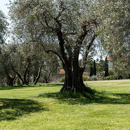 Poggioleone